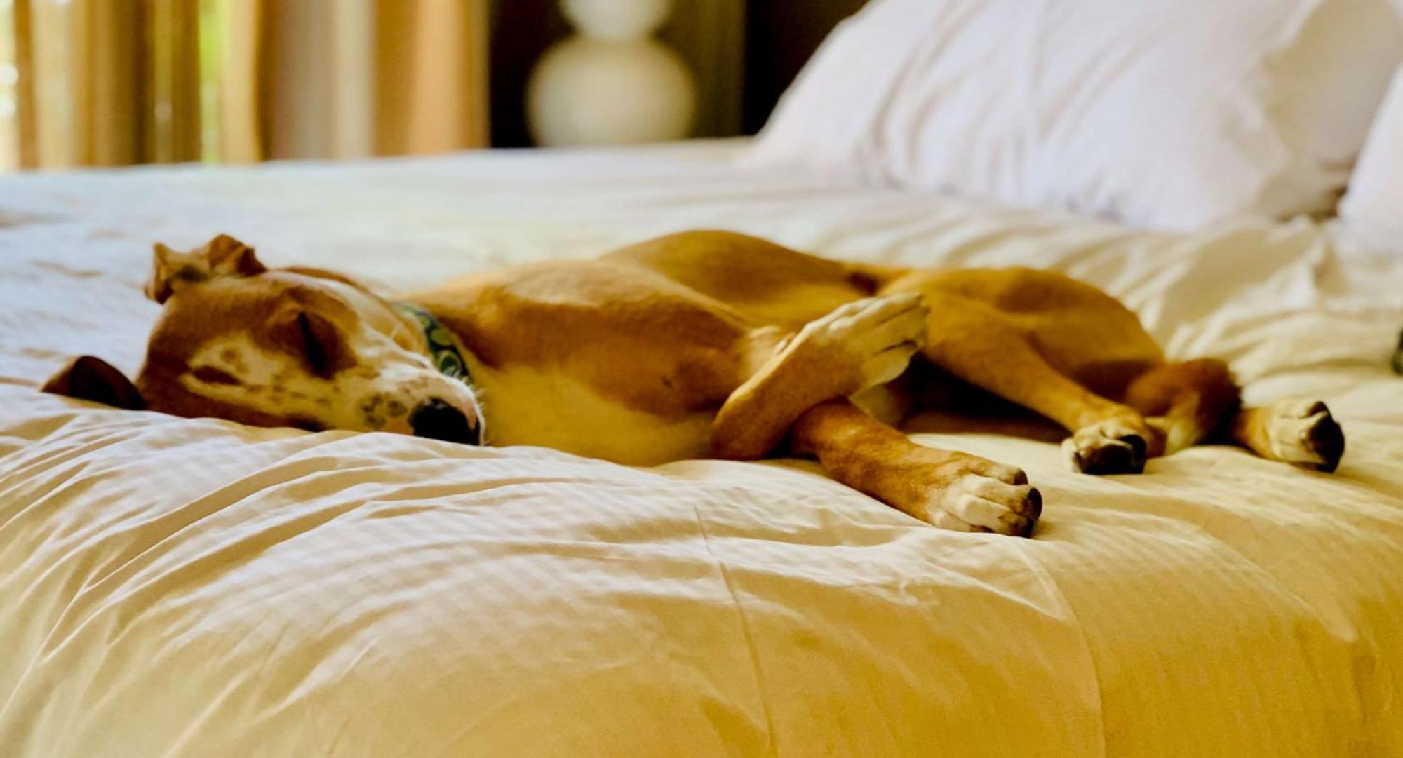 Sonesta Simply Suites Dallas Richardson Buitenkant foto